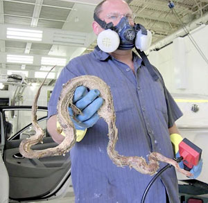 Mike Glomski, a marine repair specialist at The Bodyworks Super Collision Center in Baxter, held the body of boa constrictor he found wedged in the floor structure of a 2010 Camry. The carcass produced a foul odor that made extrication particularly challenging.