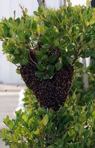 Modesto Bee - (JOAN BARNETT LEE/jlee@modbee.com) Employees of J & L Complete Automotive Repair returned to work Monday to see this bee swarm in a bush near the entrance to the shop. Ted Donham (not pictured) from Donham Bee Farm removed the hive later in the day.